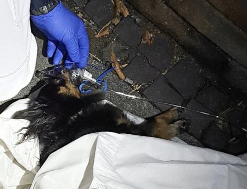 Feuerwehr rettet Hund aus einer brennenden Wohnung